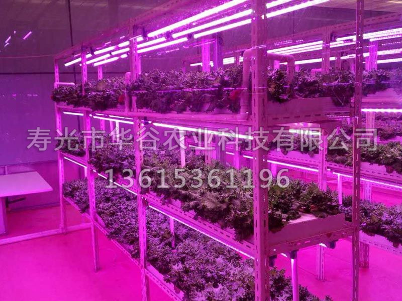 植物工廠 (2).jpg